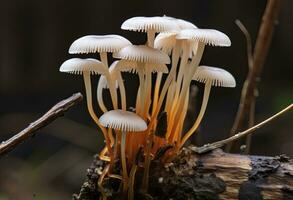 ai genererad hemimycena arter mairei. ai genererad. foto