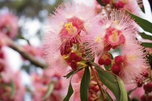 ai genererad skön gummi träd rosa blommor och knoppar. ai genererad foto