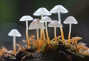 ai genererad hemimycena arter mairei. ai genererad. foto