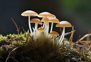 ai genererad hemimycena arter mairei. ai genererad. foto