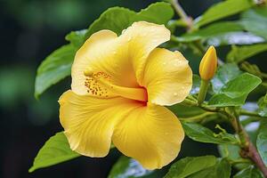 ai genererad stänga upp skön gul hibiskus blomma. ai genererad foto