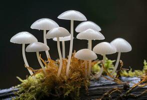 ai genererad hemimycena arter mairei. ai genererad. foto