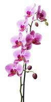 ai genererad rosa orkide isolerat på vit bakgrund. ai genererad foto