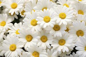 ai genererad vit daisy blommor. ai genererad foto