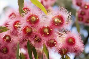 ai genererad skön gummi träd rosa blommor och knoppar. ai genererad foto