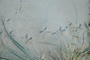 avtryck på de sand strand, fåglar fötter Foto. fiskmås grafik på gul kornig sand av strand i Katalonien. foto