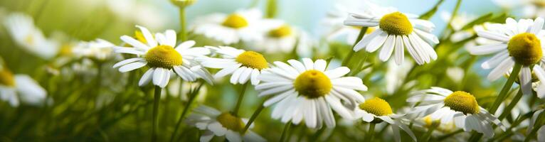 ai genererad kamomill blomma för en baner. generativ ai foto