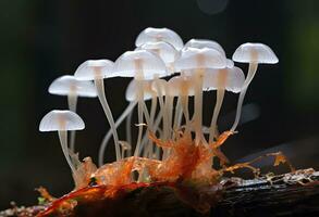 ai genererad hemimycena arter mairei. ai genererad. foto