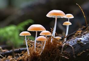 ai genererad hemimycena arter mairei. ai genererad. foto