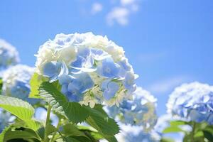 ai genererad blå franska hortensia under blå himmel. ai genererad foto