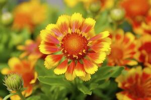 ai genererad gaillardia eller filt blomma. ljus och färgrik nyanser av värma toner. ai genererad foto