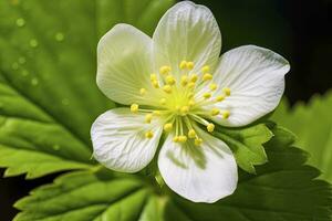 ai genererad jordgubb blomma. ai genererad foto