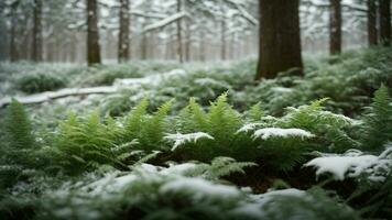 ai genererad utforska de detaljer av frostkysst ormbunkar och de understory vegetation under de vinter- träd, highlighting de kontrast mellan de ömtålig grönska och de omgivande snöig landsca foto