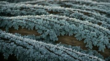 ai genererad detalj de utveckla mönster etsade förbi frost på de bark av en knotig, väder-slagen ek träd. foto