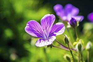 ai genererad geranium wilfordii blomma. ai genererad foto