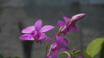 lila orkidéblomma som har blommat
