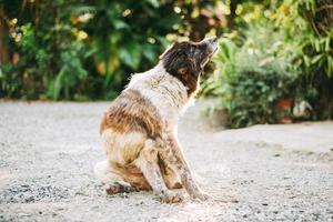 en hund försöker klia sig i huden. foto