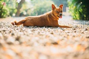 söt hund i en solskendag foto