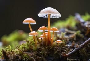 ai genererad hemimycena arter mairei. ai genererad. foto