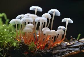 ai genererad hemimycena arter mairei. ai genererad. foto