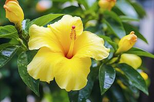 ai genererad stänga upp skön gul hibiskus blomma. ai genererad foto