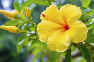 ai genererad stänga upp skön gul hibiskus blomma. ai genererad foto