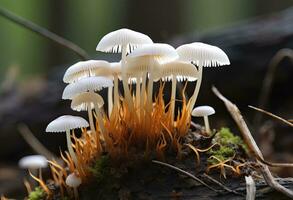 ai genererad hemimycena arter mairei. ai genererad. foto