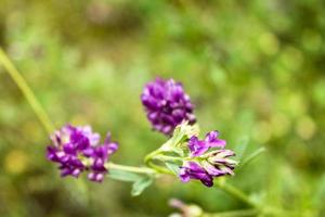 naturlig vacker blomma närbild foto