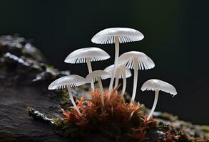 ai genererad hemimycena arter mairei. ai genererad. foto