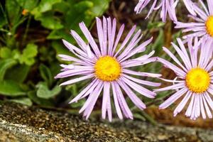 naturlig vacker blomma närbild foto