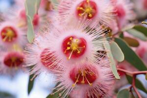 ai genererad skön gummi träd rosa blommor och knoppar. ai genererad foto