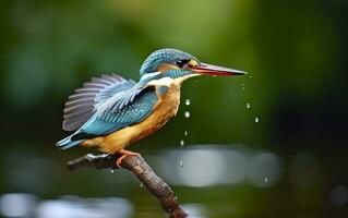 ai genererad de allmänning kungsfiskare våtmarker fågel färgad fjädrar från annorlunda fåglar. generativ ai foto