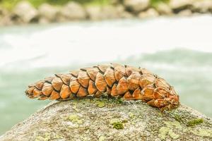 pinecones närbild kumrat valley vacker landskap flod utsikt foto