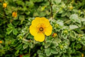 gul blomma kumrat dalen vackert landskap bergsutsikt foto