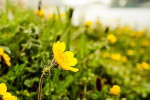 gul blomma kumrat dalen vackert landskap bergsutsikt foto