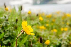 gul blomma kumrat dalen vackert landskap bergsutsikt foto