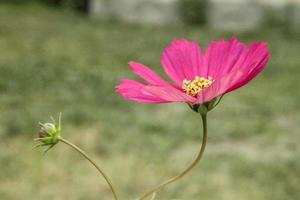 naturlig vacker blomma närbild foto