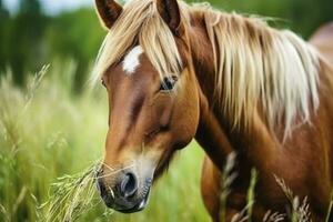 ai genererad brun häst med blond hår äter gräs på en grön äng detalj från de huvud. ai genererad foto