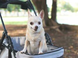 Lycklig brun kort hår chihuahua hund stående i sällskapsdjur sittvagn i de parkera. leende och ser på kamera. foto