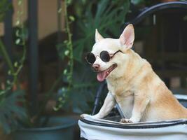 brun kort hår chihuahua hund bär solglasögon, stående i sällskapsdjur sittvagn i de trädgård med grön växt bakgrund. leende lyckligt. foto