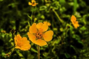 gul blomma kumrat dalen vackert landskap bergsutsikt foto