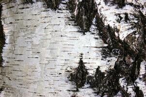 mönster av björk bark med svart Ränder på vit bark. foto