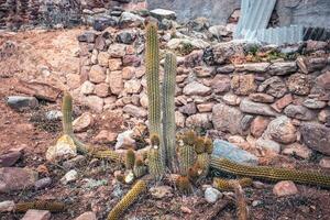 cereus peruvianus kaktus i de trädgård Foto. sten bakgrund, lantlig landskap. gata scen med kaktusar i de trädgård. foto