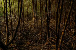 mangrove skog i de regnig säsong foto