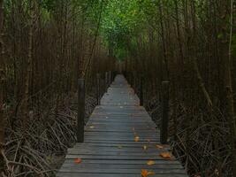 trä- gångväg genom en mangrove skog foto
