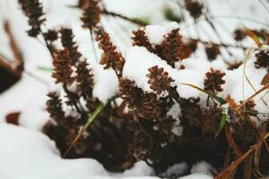 brun torr äng blommor fastnar ut från snö i vinter- snödriva matta foto