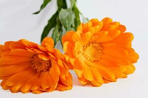 calendula officinalis blommor på vit bakgrund, asteraceae, calenduleae foto