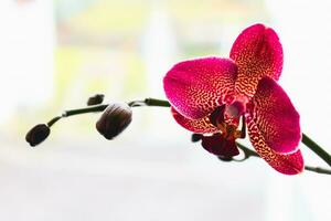 orkide blomma i interiör, phalaenopsis foto