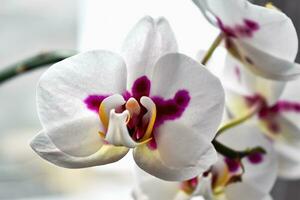 orkide blomma i interiör, phalaenopsis foto