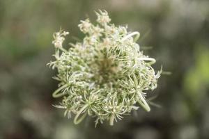 naturlig vacker blomma närbild foto